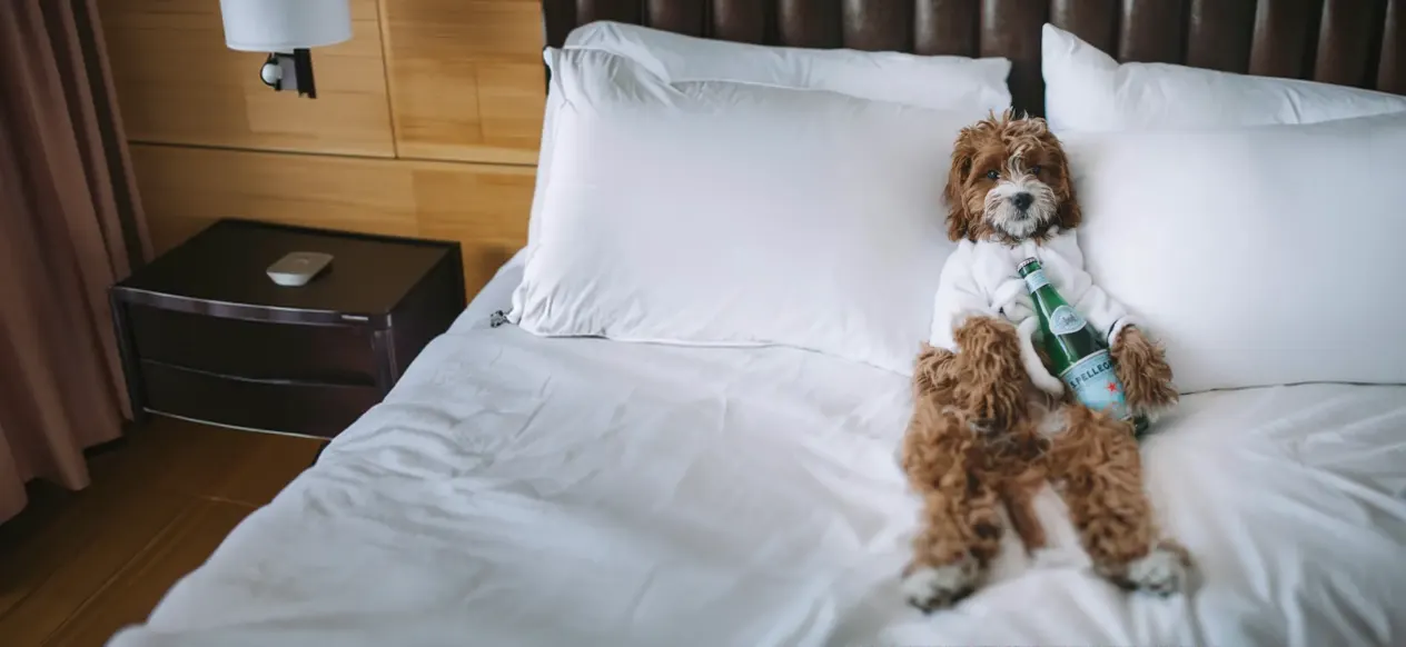 Chien assis sur un lit avec des oreillers blancs